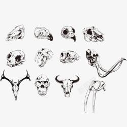 许多动物头骨素材