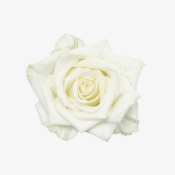 高清白色轿车白色玫瑰花高清图片