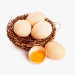 鸟巢里的鸡蛋素材