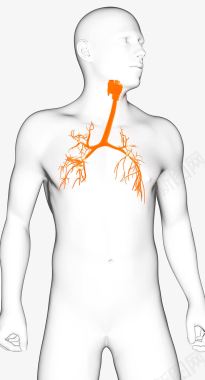 肺部静脉血管图标图标