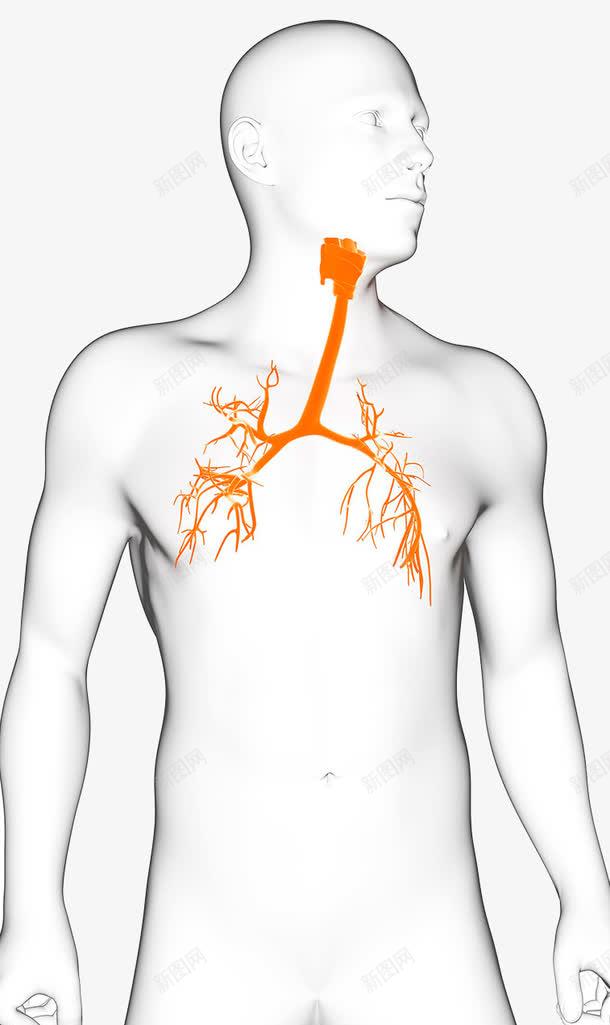 肺部静脉血管图标png_新图网 https://ixintu.com 人体结构 呼吸道 气管 静脉血管