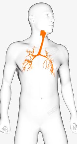 血管图标肺部静脉血管图标高清图片