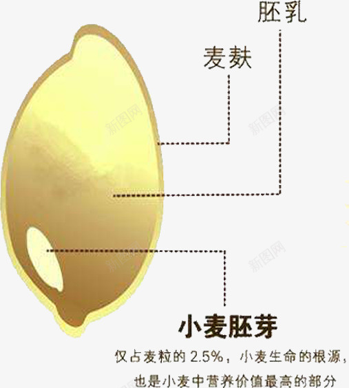 小麦胚芽png免抠素材_新图网 https://ixintu.com 植物 植物生长 植物知识 胚乳 胚胎 胚芽 金黄色 麦麸