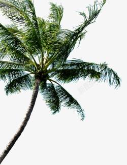 夏威夷度假海滩树素材