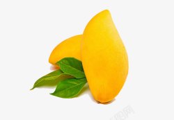 金黄色芒果竖立的芒果果实高清图片