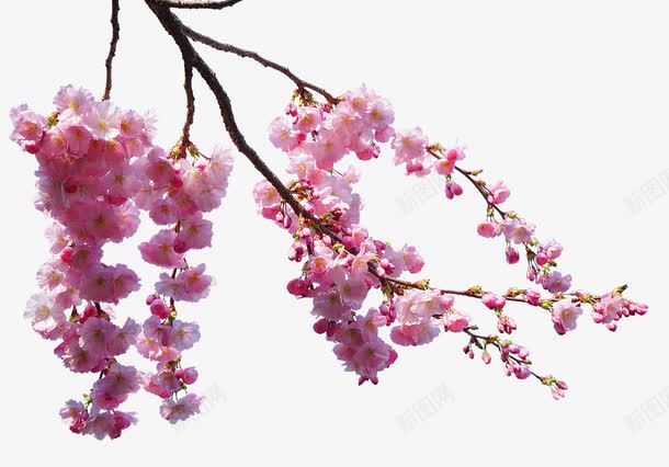 美丽的樱花png免抠素材_新图网 https://ixintu.com 盛开 粉色的花 绽放 花蕊