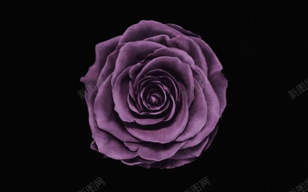 紫色梦幻大气花朵壁纸背景