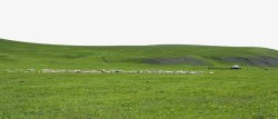 草原上的小羊群素材