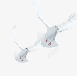 飞舞的白鸽简约飞舞白鸽高清图片