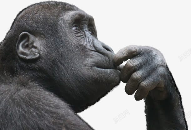 沉思的大猩猩png免抠素材_新图网 https://ixintu.com 动物 哺乳动物 沉思 猩猩 野生动物