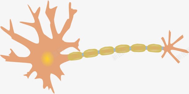 神经元细胞png免抠素材_新图网 https://ixintu.com 树突 神经 细胞 轴突