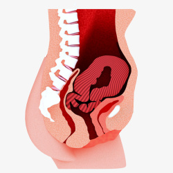 女性腹部女性子宫卡通插画高清图片