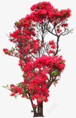 红色花朵花枝树木植物素材