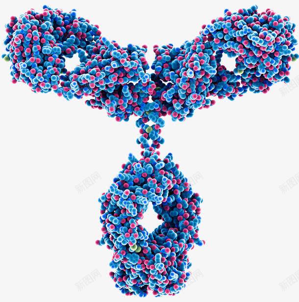 人体免疫蛋白质png免抠素材_新图网 https://ixintu.com 人体蛋白质 免疫 吞噬 抗体 抗原 蛋白质分子 蛋白质结构