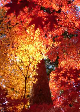 红色秋季枫叶树林背景