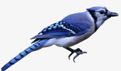 格式动物小蓝色画眉鸟高清图片