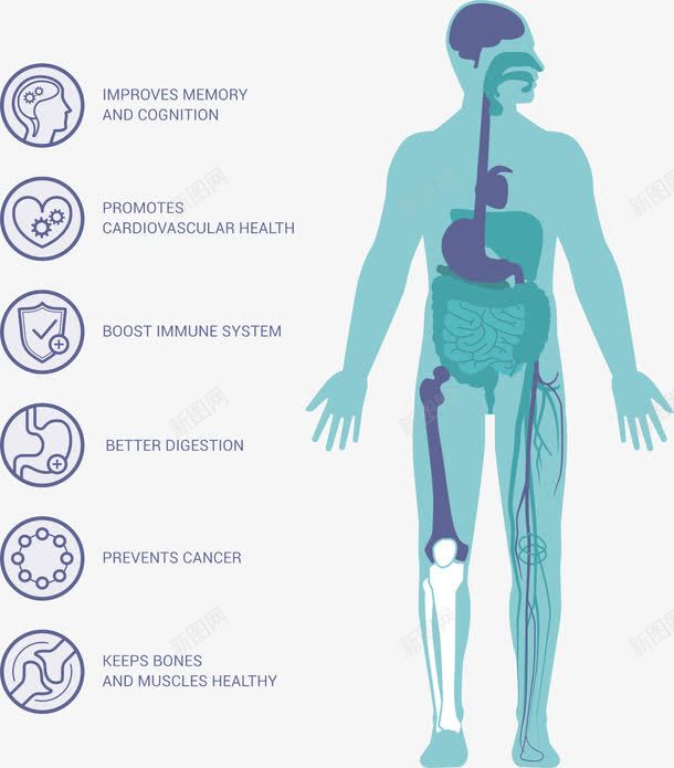 人体结构分析图png免抠素材_新图网 https://ixintu.com 人体 健康 分析图 分析图ps