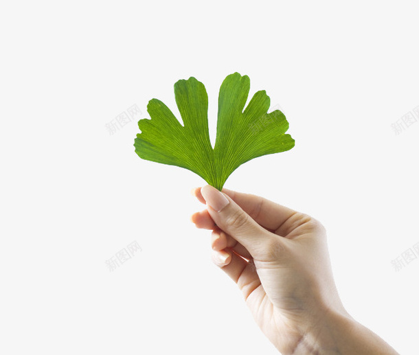 握住叶子的手psd免抠素材_新图网 https://ixintu.com 夏日微光 小清新构图 拿捏 捏住叶子 绿色植物