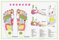 足部穴位足部反射区挂图高清图片