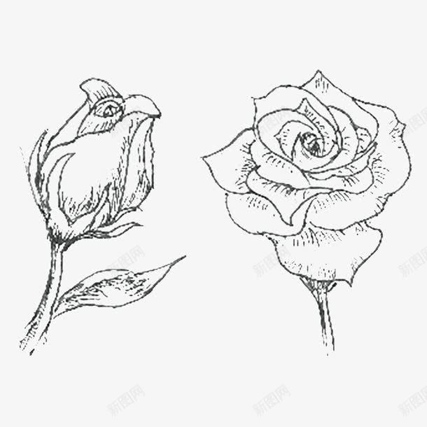 素描玫瑰png免抠素材_新图网 https://ixintu.com 3D玫瑰 典雅 玫瑰 玫瑰纹身 玫瑰花 素描玫瑰 美丽的花朵 馥郁芬芳