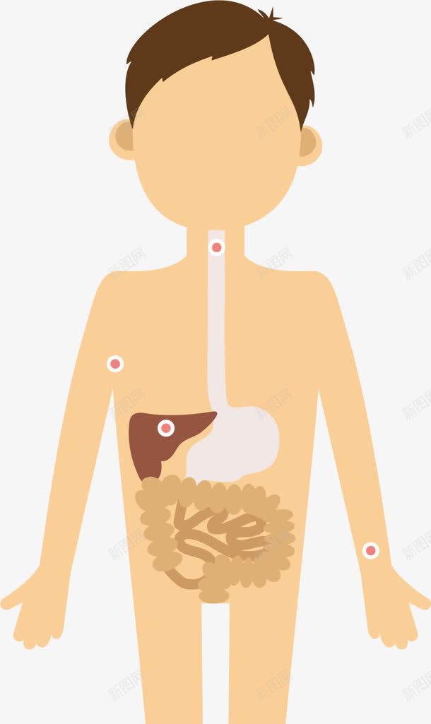 人体器官png免抠素材_新图网 https://ixintu.com 分布图 医院 卡通 器官 生物医药 男人 看病 知识