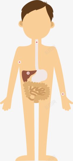 卡通分布图人体器官高清图片