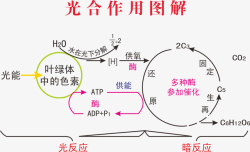 光合作用图解素材