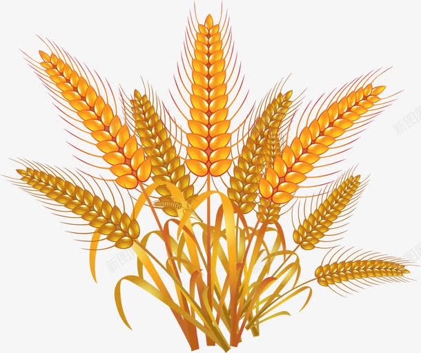 金黄的小麦png免抠素材_新图网 https://ixintu.com 农产品 农作物 粮食小麦 金黄 高粱 高粱小麦