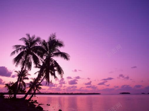 紫色梦幻天空椰林背景