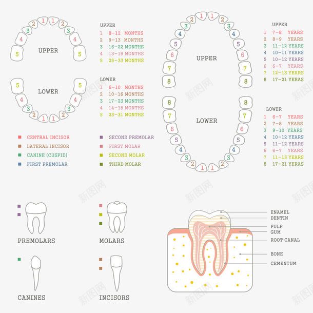 牙科图标png_新图网 https://ixintu.com 牙医 牙齿保险 牙齿图标