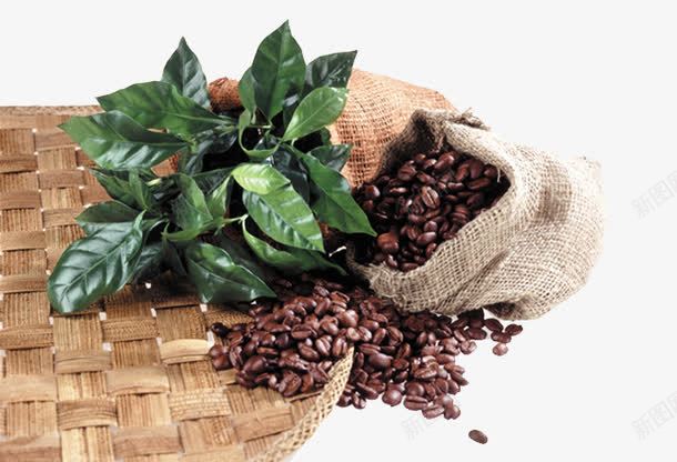新鲜咖啡豆原料png免抠素材