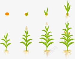 玉米生长过程矢量图素材