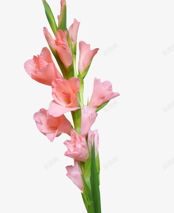 粉色普剑兰png免抠素材_新图网 https://ixintu.com 叶子 手绘 普剑兰 桔梗 简图 粉色的 绿色的 花朵