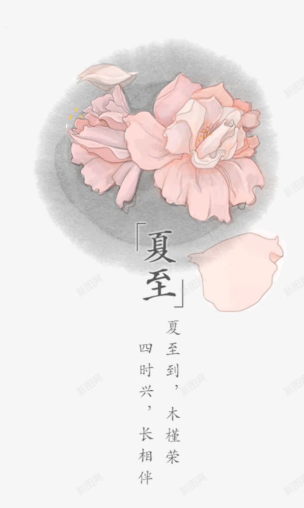 彩绘夏至木槿花png免抠素材_新图网 https://ixintu.com 二十四节气 二十四节气夏至元素 夏至 彩绘夏至木槿花 木槿花