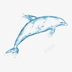 海豚水滴跳跃水滴海豚高清图片