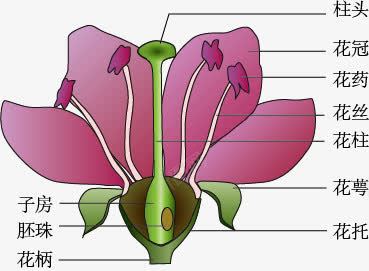 桃花的结构png免抠素材_新图网 https://ixintu.com 手绘 桃花的结构 生物教学 示意图 细胞结构 结构图