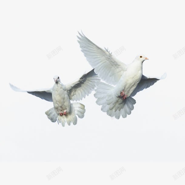 实物鸽子飞行png免抠素材_新图网 https://ixintu.com 动物 和平鸽 白鸽 飞翔 飞翔的鸟 飞行 鸟 鸟类 鸽子