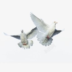 飞行的白鸽实物鸽子飞行高清图片