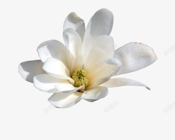 白色栀子花花朵装饰png免抠素材_新图网 https://ixintu.com 栀子 白色 花花 装饰