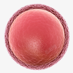 生物生殖卵细胞3D立体插画高清图片