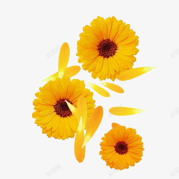 三朵金盏菊png免抠素材_新图网 https://ixintu.com 植物 简洁 菊花 金盏菊