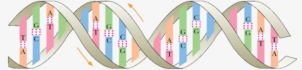 DNA双螺旋结构png免抠素材_新图网 https://ixintu.com DNA DNA结构图 免抠素材 双螺旋