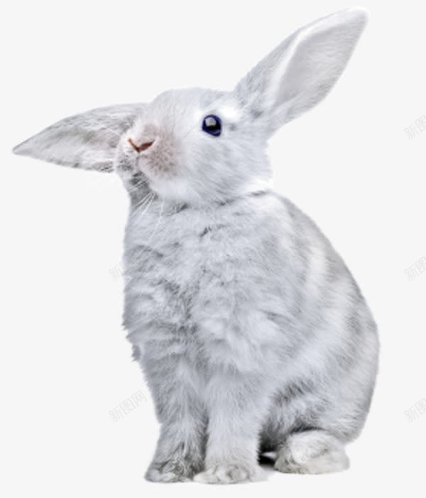 灰色兔子png免抠素材_新图网 https://ixintu.com 可爱 毛绒绒 灰色 萌 长耳朵兔子