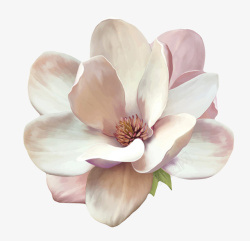 木兰族白色香味凋零的玉兰花瓣实物高清图片