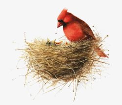 红色的小鸟鸟巢高清图片