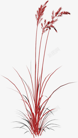 植物叶茎红色植物高清图片