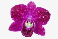 漂亮紫色珠花图片一朵胡姬高清图片