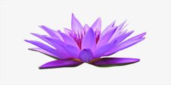 水生野生紫色睡莲高清图片