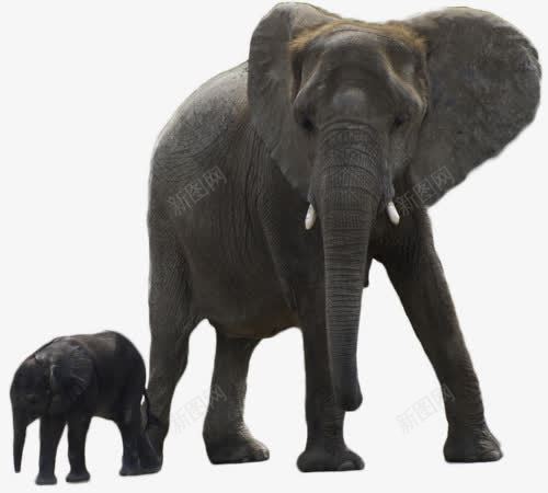 非洲森林象妈妈和小象宝宝png免抠素材_新图网 https://ixintu.com 动物 小象妈妈 小象宝宝 幸福美满的家庭 非洲森林象
