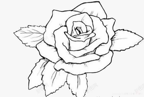手绘白玫瑰图标png_新图网 https://ixintu.com 妖艳 手绘 爱情 爱没有距离 白玫瑰 白玫瑰手绘 白色 绿色 美丽 高洁